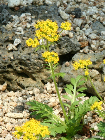 Patrinia sibirica