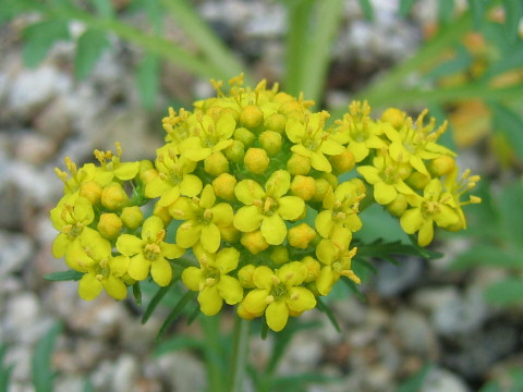 Patrinia sibirica