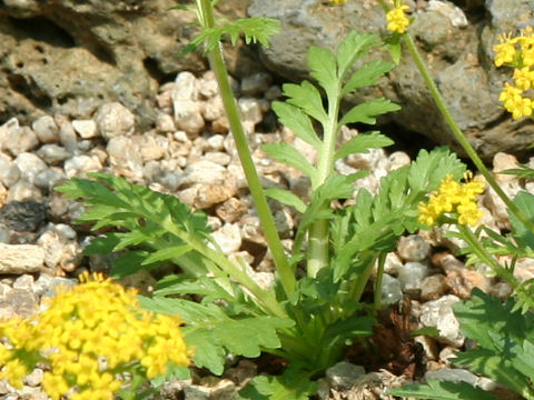 Patrinia sibirica