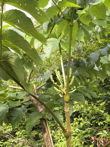 Aralia elata