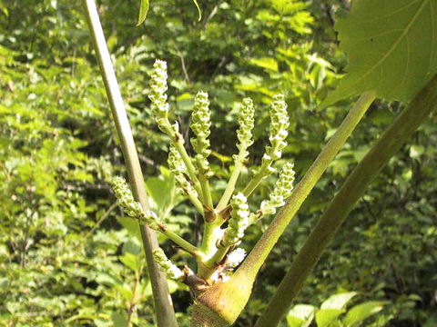 Aralia elata