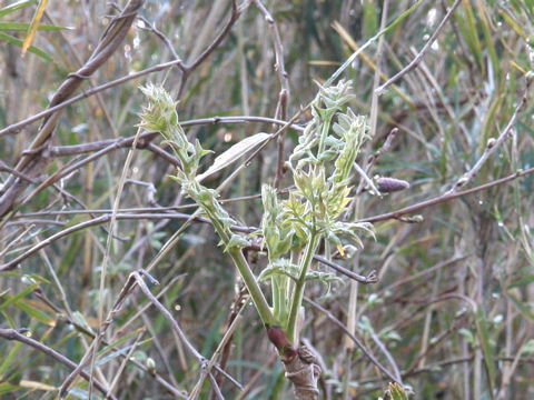 Aralia elata