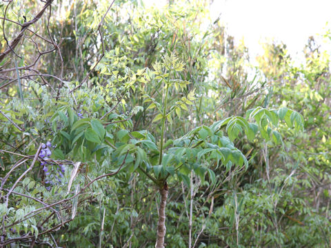 Aralia elata