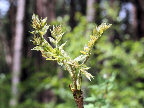 Aralia elata