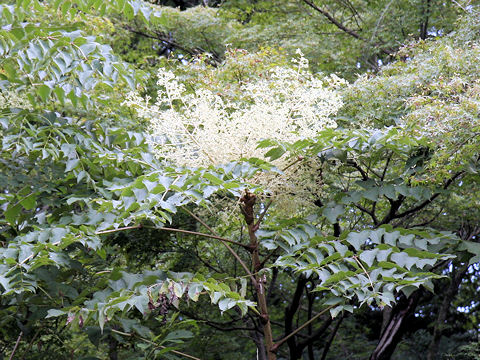 Aralia elata