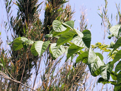 Aralia elata