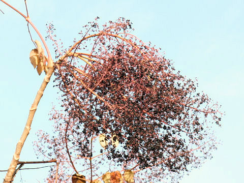 Aralia elata