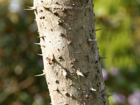 Aralia elata