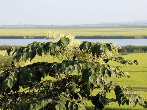 Aralia elata