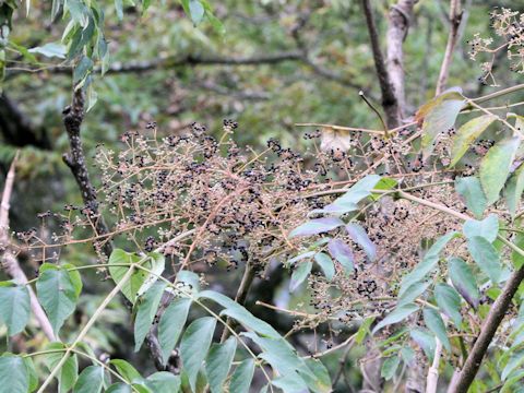 Aralia elata