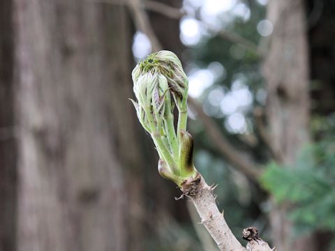 Aralia elata