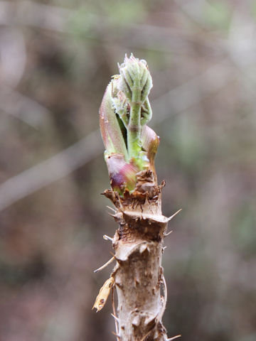 Aralia elata