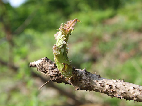 Aralia elata