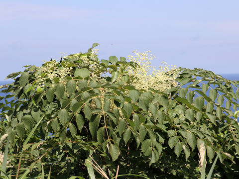 Aralia elata