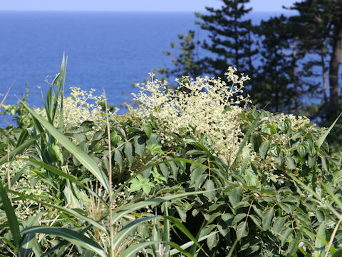 Aralia elata