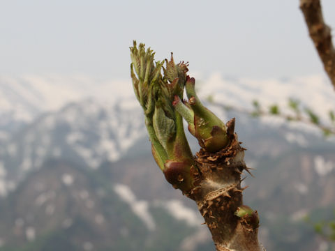 Aralia elata