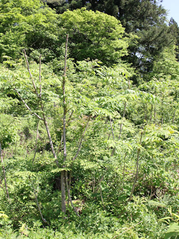 Aralia elata