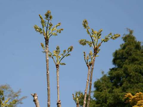 Aralia elata