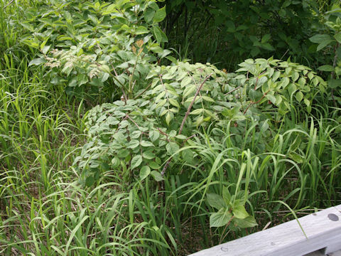 Aralia elata