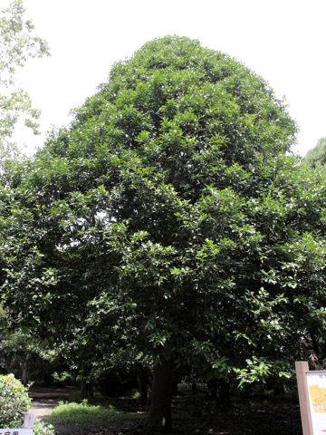 Ilex latifolia