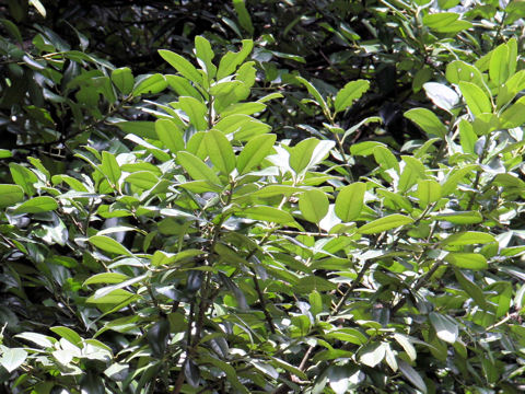 Ilex latifolia