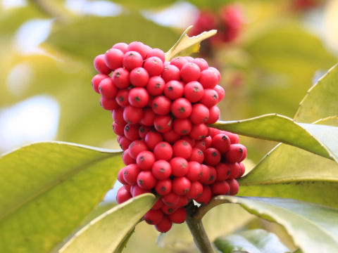 Ilex latifolia