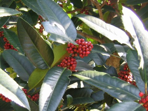 Ilex latifolia