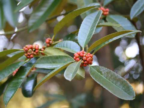 Ilex latifolia