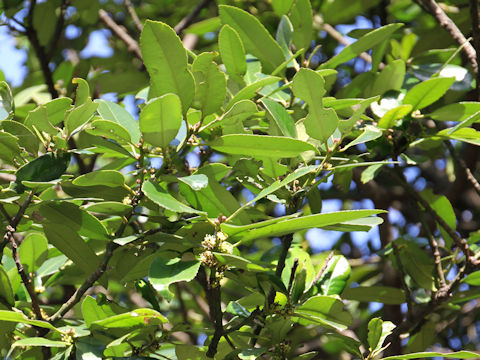 Ilex latifolia