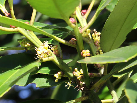 Ilex latifolia