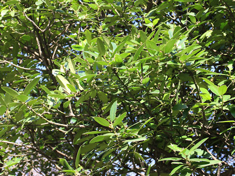 Ilex latifolia