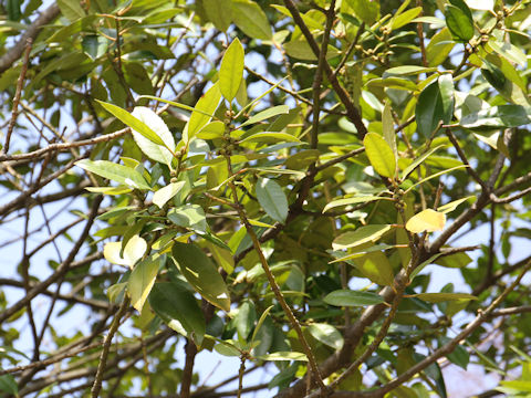 Ilex latifolia