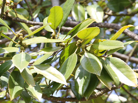 Ilex latifolia