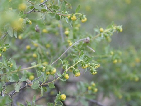 Flourensia cernua