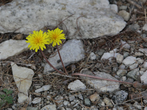 Taraxacum minimum