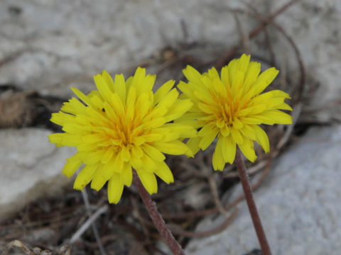 Taraxacum minimum