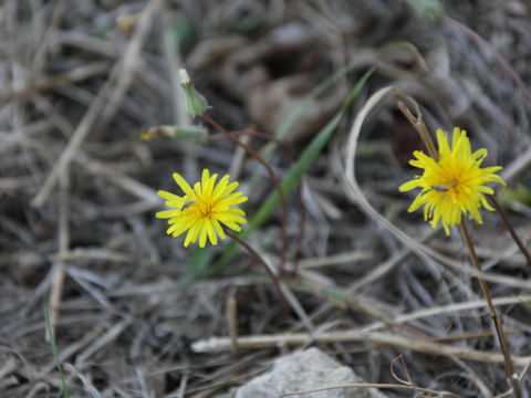 Taraxacum minimum