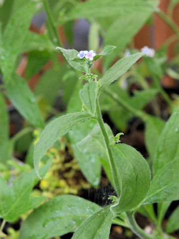 Cynoglossum lanceolatum var. formosanum