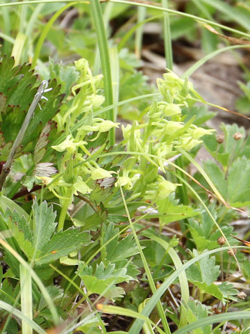 Platanthera maximowicziana