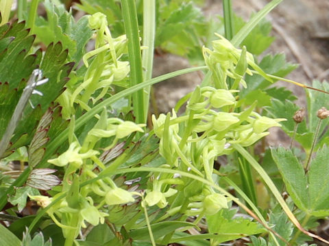 Platanthera maximowicziana