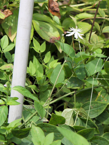 Clematis terniflora var. mandshurica