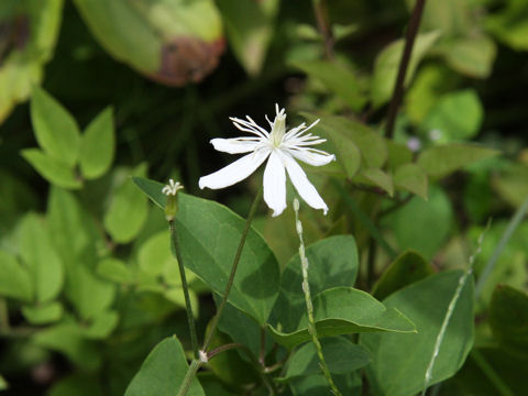 Clematis terniflora var. mandshurica