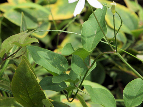 Clematis terniflora var. mandshurica