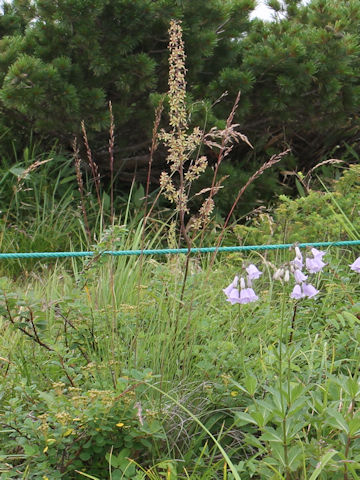 Veratrum maackii var. japonicum f. atropurpureum