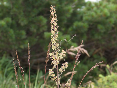 Veratrum maackii var. japonicum f. atropurpureum