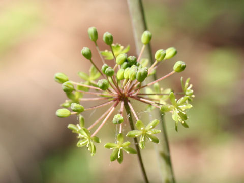 Smilax nipponica