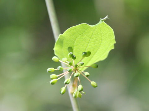 Smilax nipponica