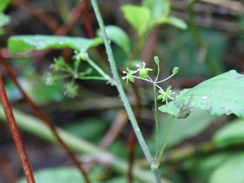 Smilax nipponica