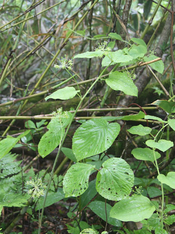 Smilax nipponica