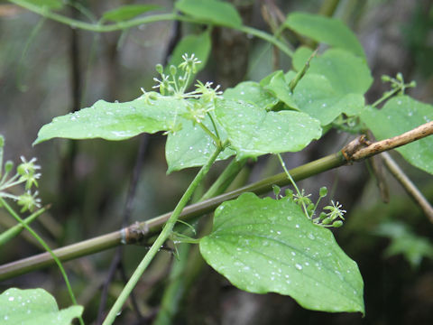 Smilax nipponica